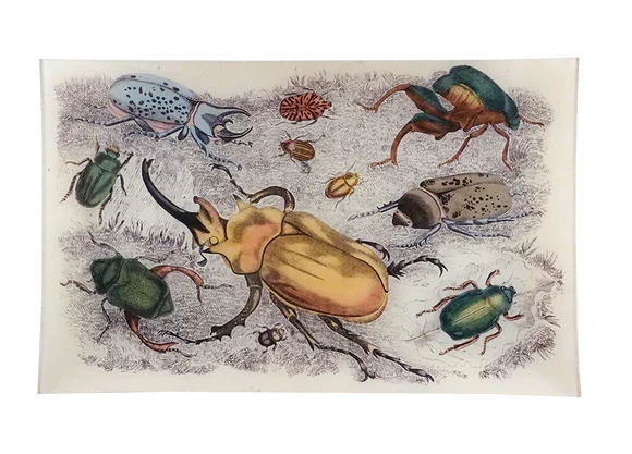 Beetles Rectangle Tray