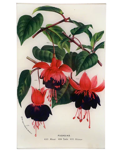 Fuchsias 633 Rectangle Tray