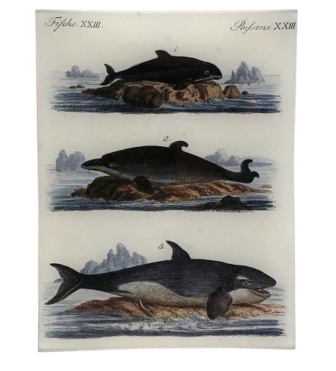 Porpoise XXIII Rectangle Tray