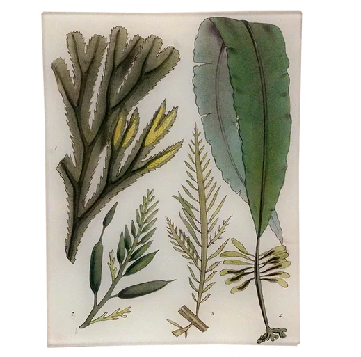Seaweed Pl. I Rect. Tray