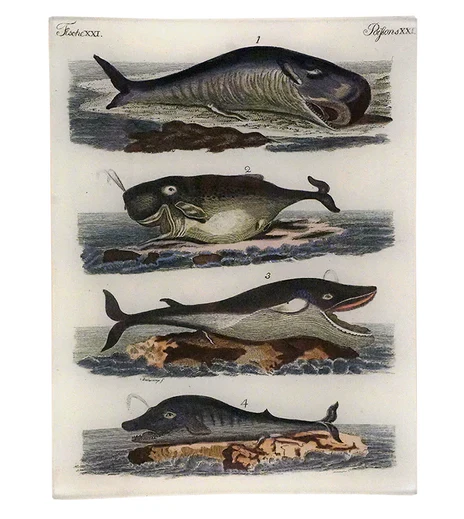 Whales XXI Rect. Tray